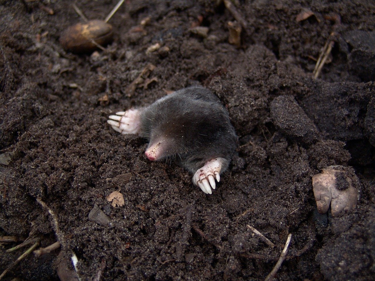 nature, animal, mole