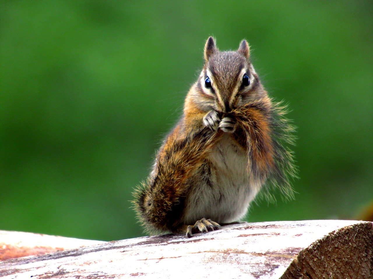 chipmunk, mammal, animal