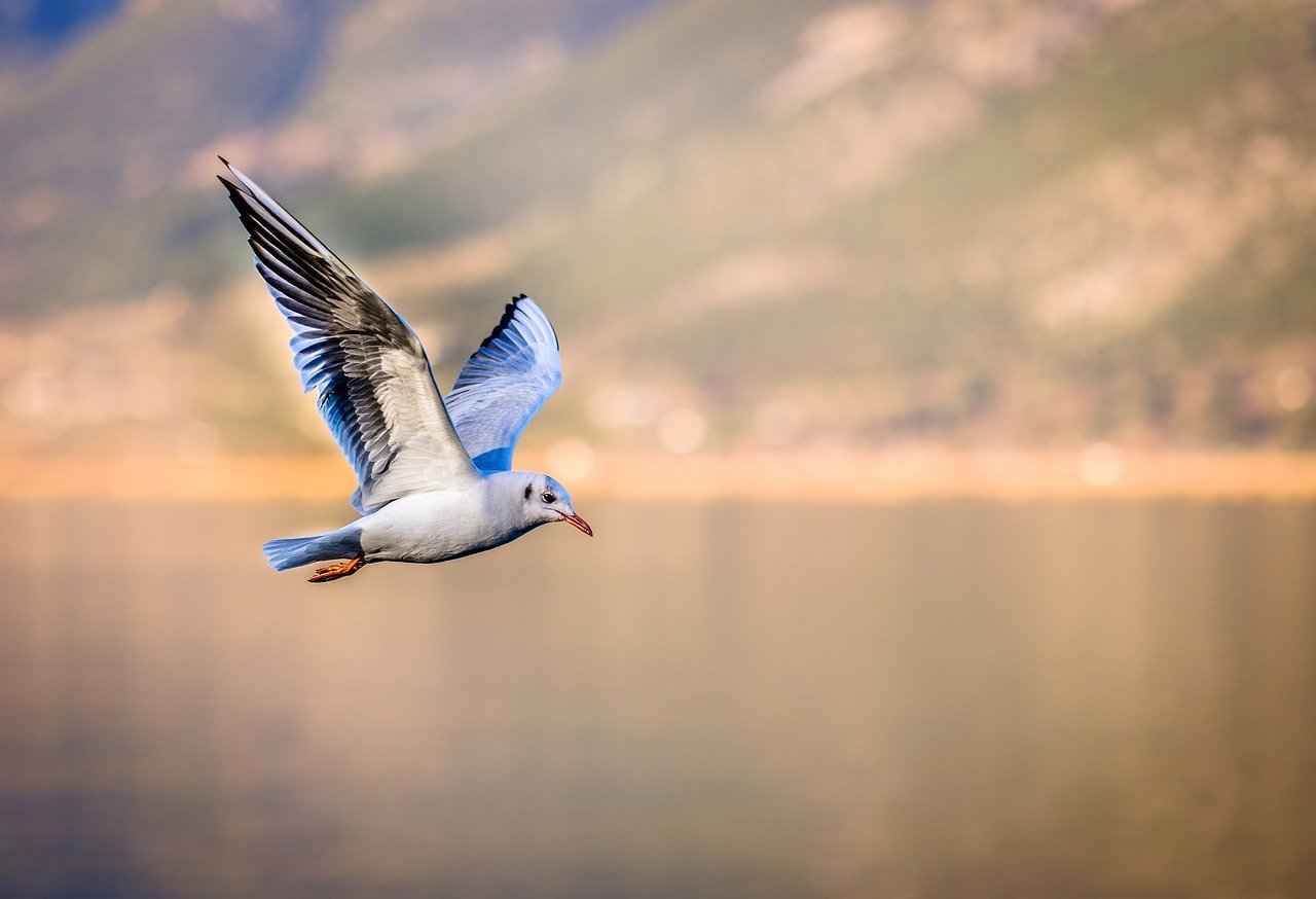 bird, seagull, flying