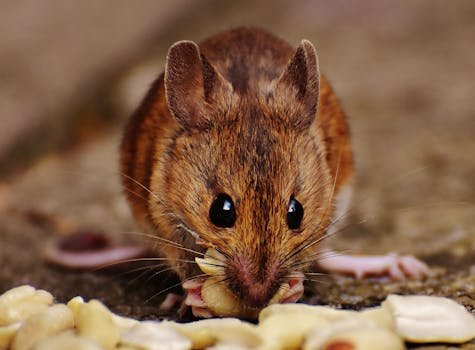 Close-up of a cute mouse nibbling on scattered nuts indoors.