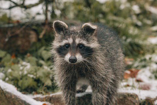 A cute raccoon exploring a snowy forest area, surrounded by blurred foliage.