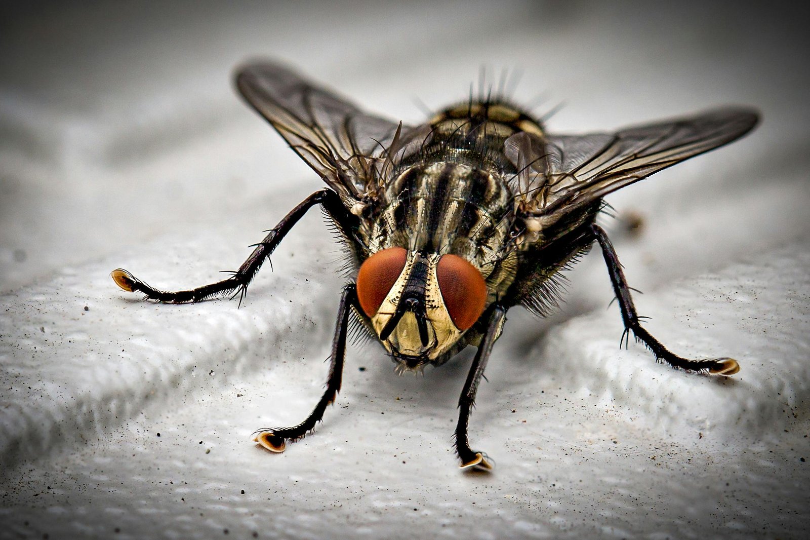 Detailed macro photograph of a common housefly showcasing intricate details.