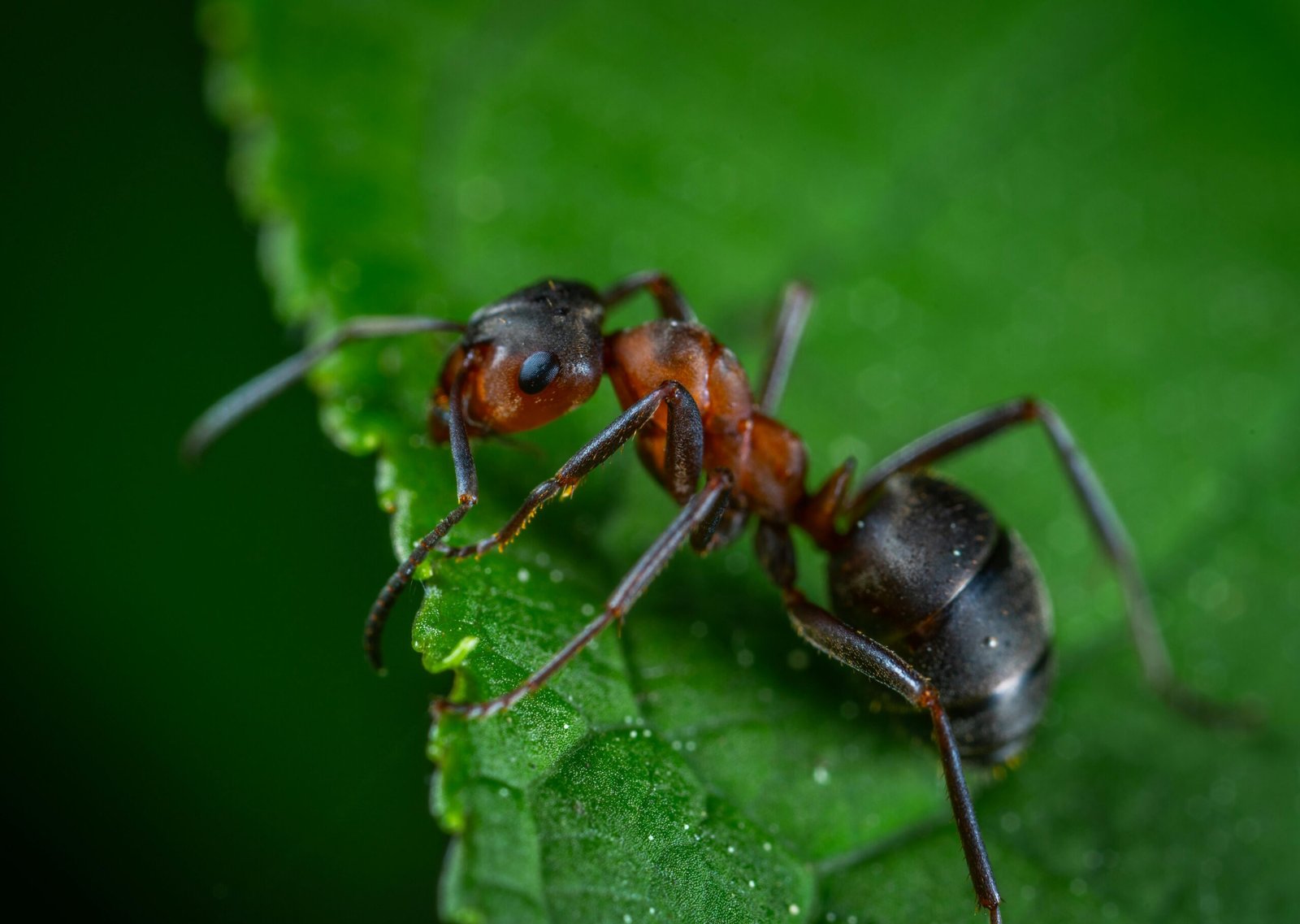 Detailed macro photograph showing an ant on a vibrant green leaf.