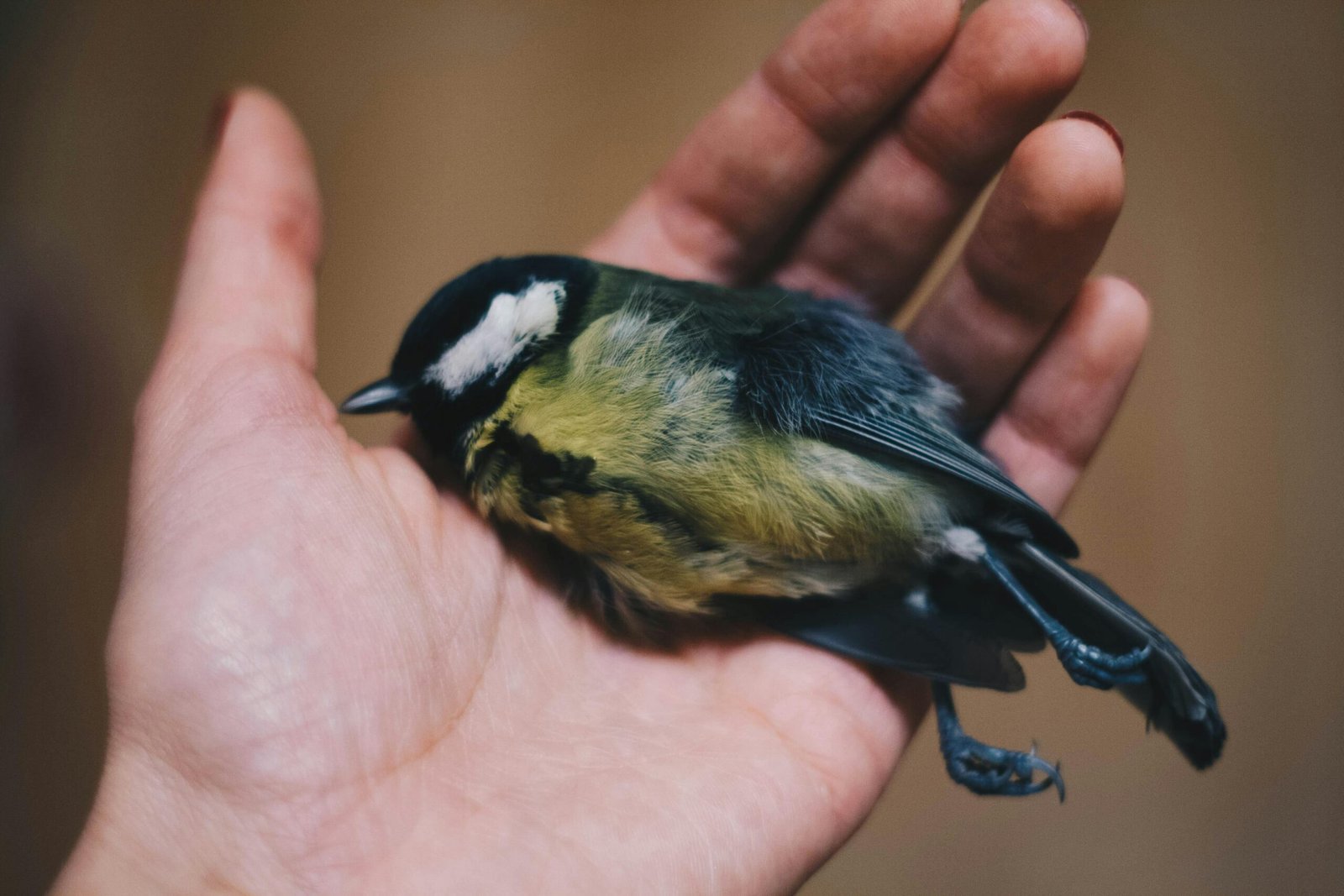 Close-up image of a small, lifeless bird gently held in a hand outdoors.