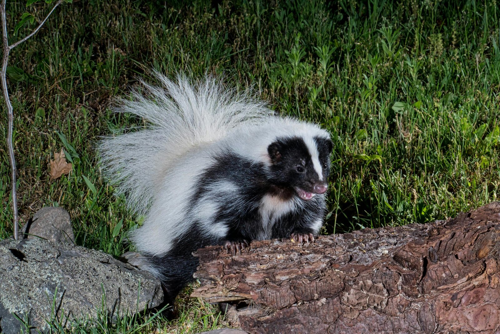 A striking skunk spotted at night in Brunswick, NY, highlighting its lush fur and natural habitat.