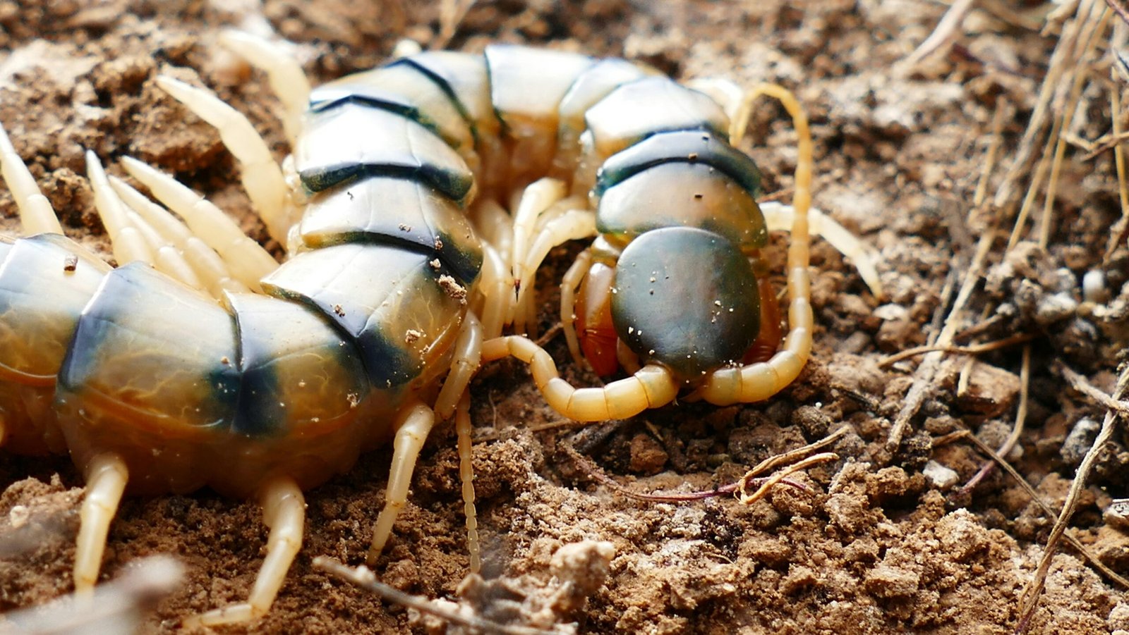 Close-up of a Scolopendra Morsitans on the Ground