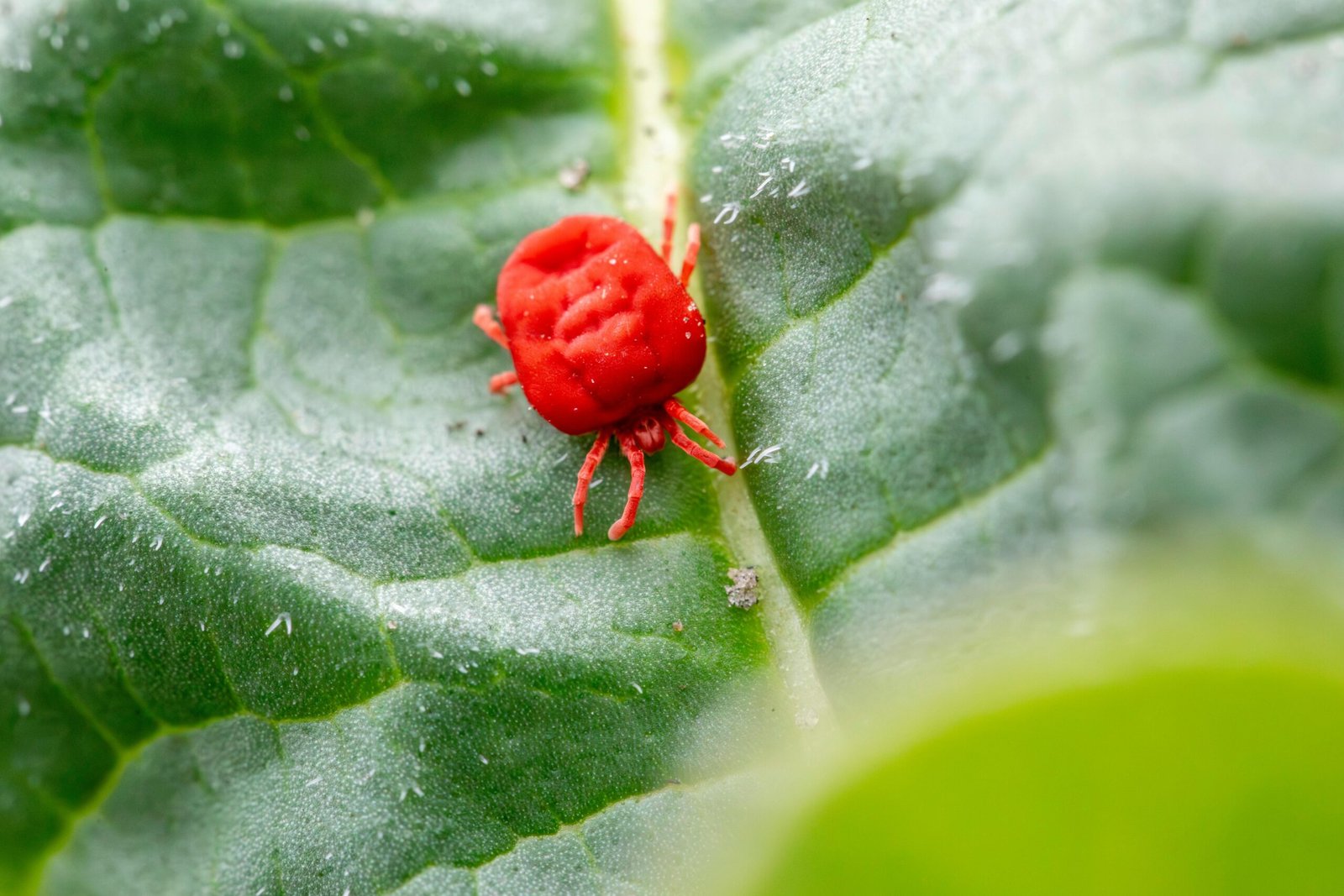 Detailed close-up of a red clover mite on a green leaf, showcasing nature's tiny wonders.