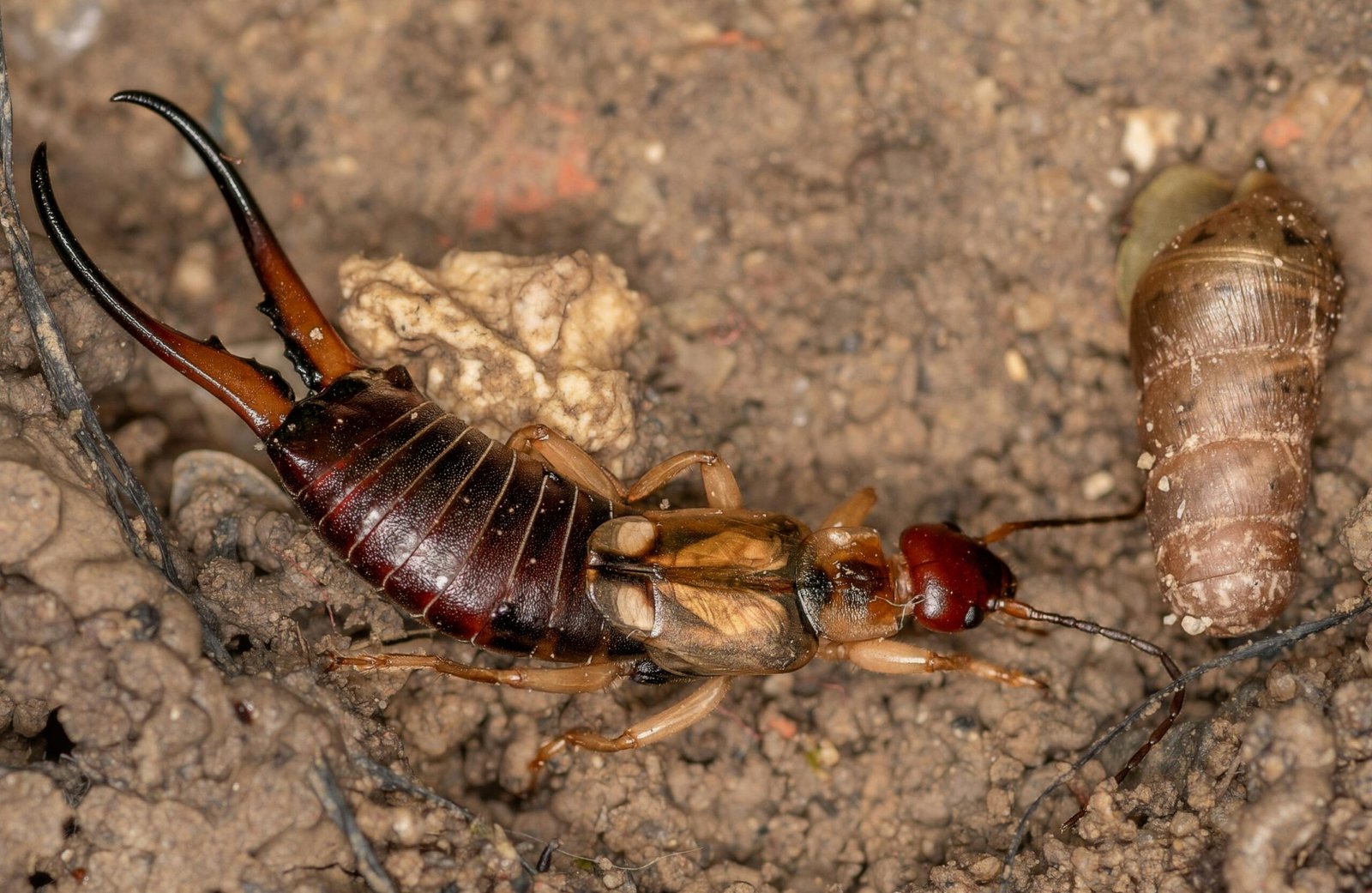 Detailed macro image of earwig interacting with snail on Tunisian soil.