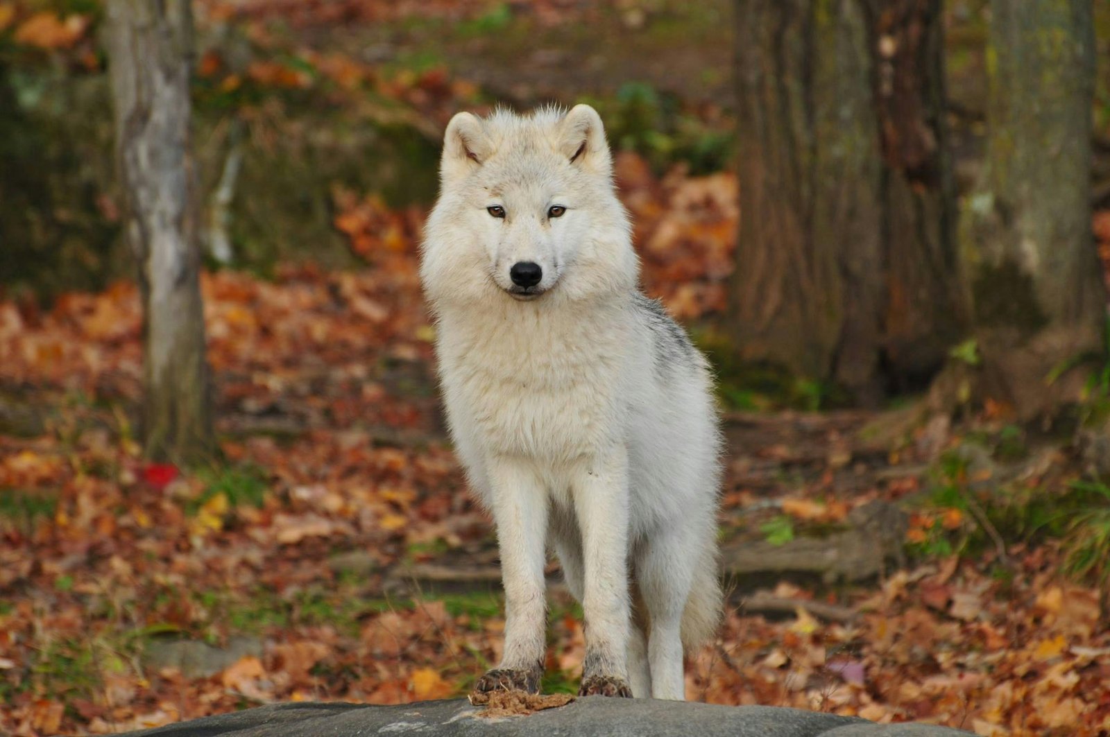 A stunning white wolf stands in a colorful autumn forest, exuding power and grace.