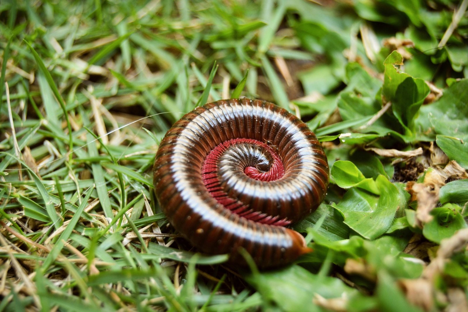 Detailed close-up of a millipede coiled on lush green grass, showcasing its intricate segment patterns.