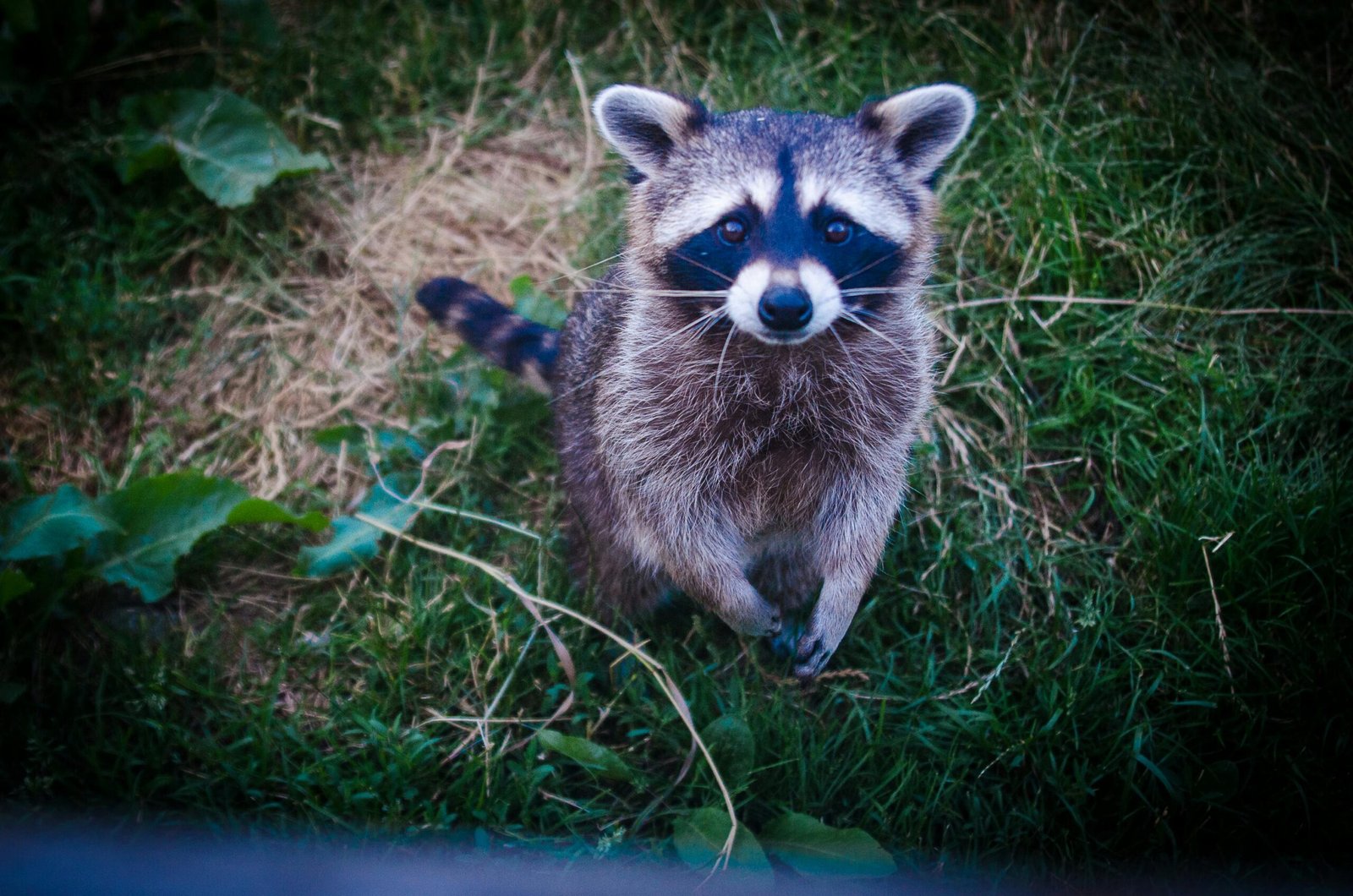 Photo of an adorable young raccoon standing on lush green grass, displaying its distinctive fur patterns and curious expression.