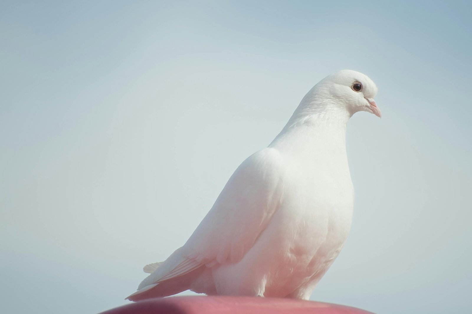 A beautiful white dove symbolizing peace, perched against a clear sky background.