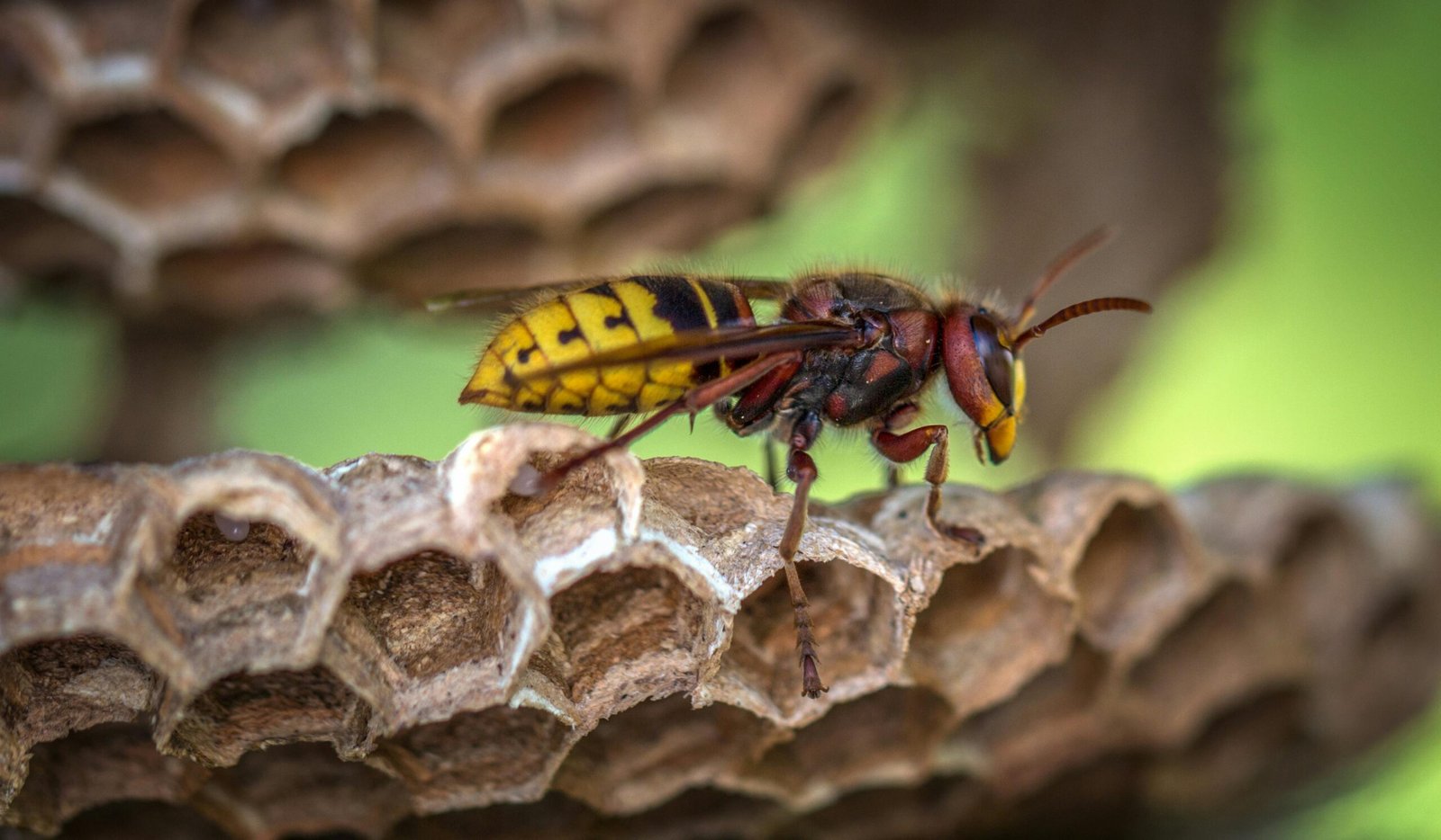 A detailed macro shot of a yellow jacket wasp on a beehive outdoors, displaying its vibrant colors and intricate details.