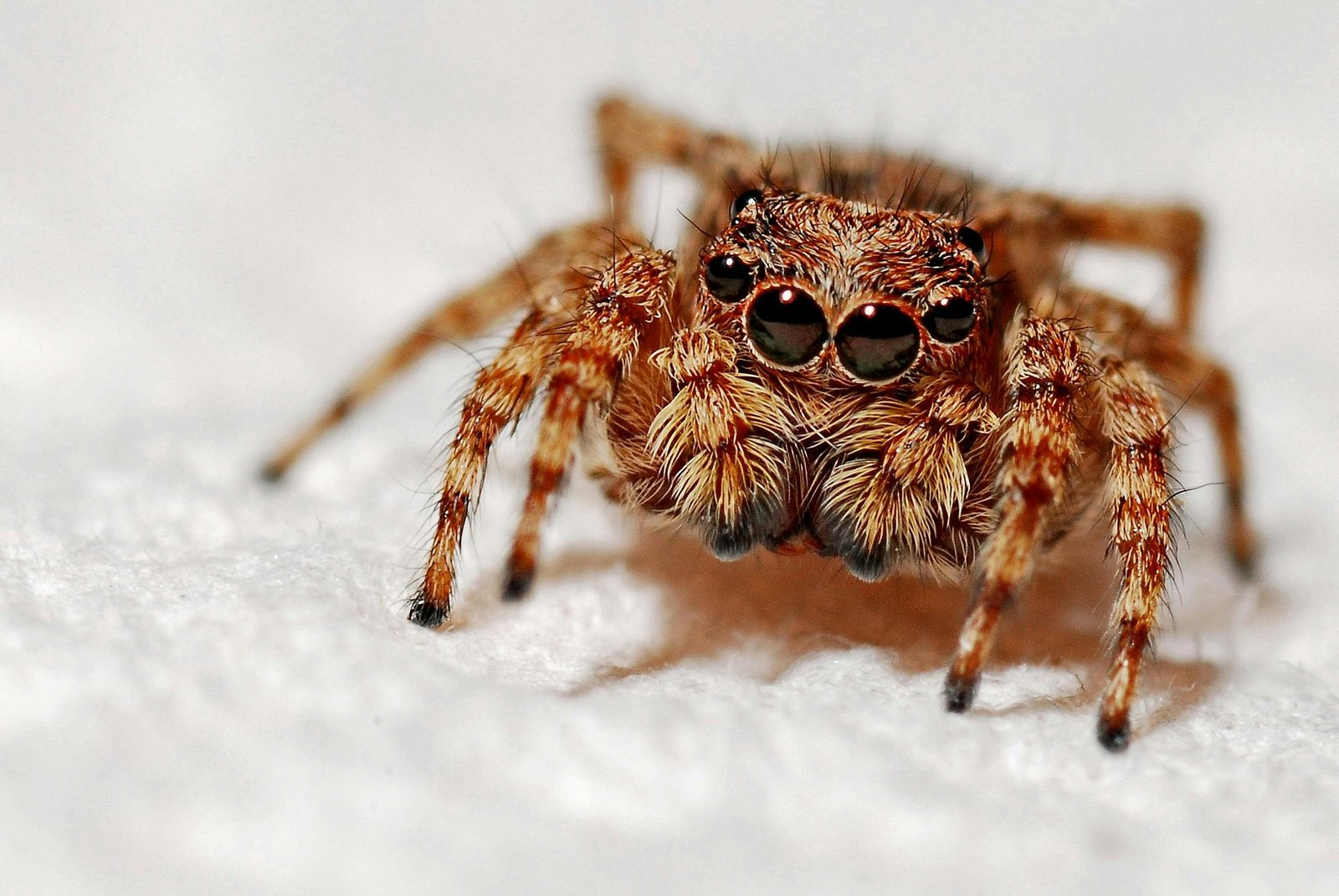 Detailed macro image capturing the intricate features of a jumping spider on a white background.