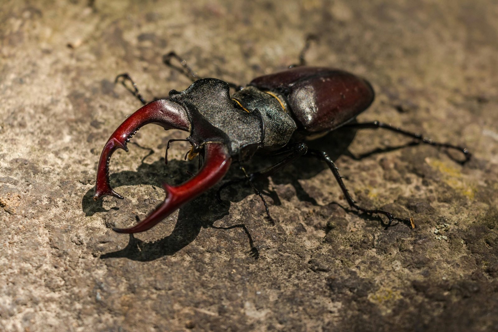 Detailed image of a Lucanus cervus beetle showcasing its mandibles on a rocky surface.