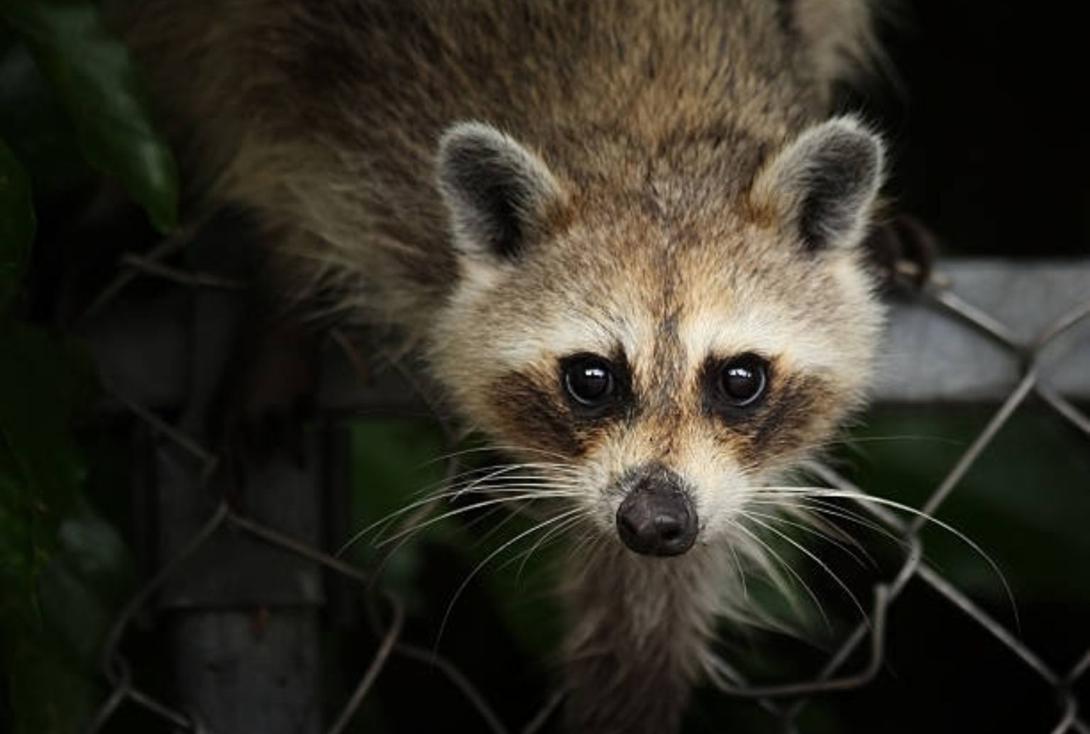 Raccoon near a residential structure
