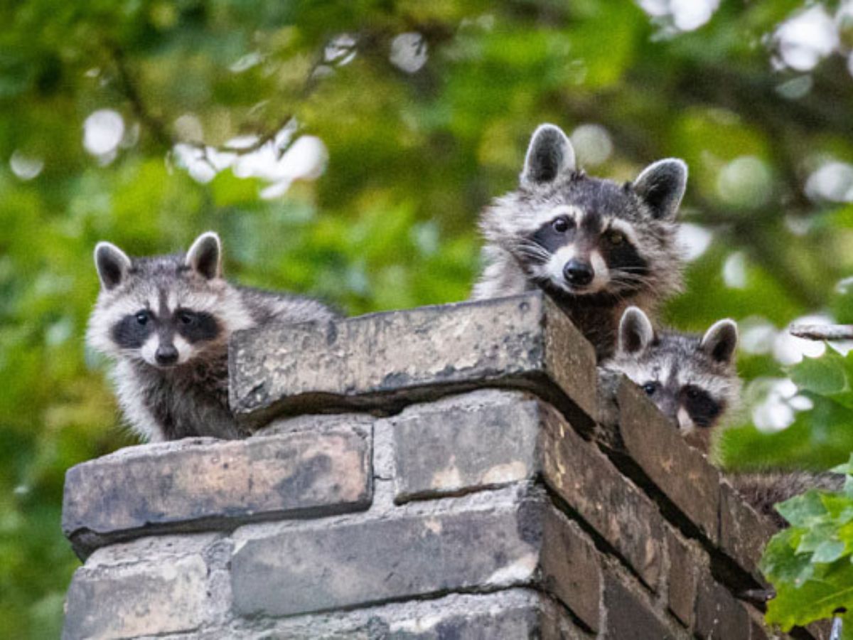 Raccoons using a chimney as a den location
