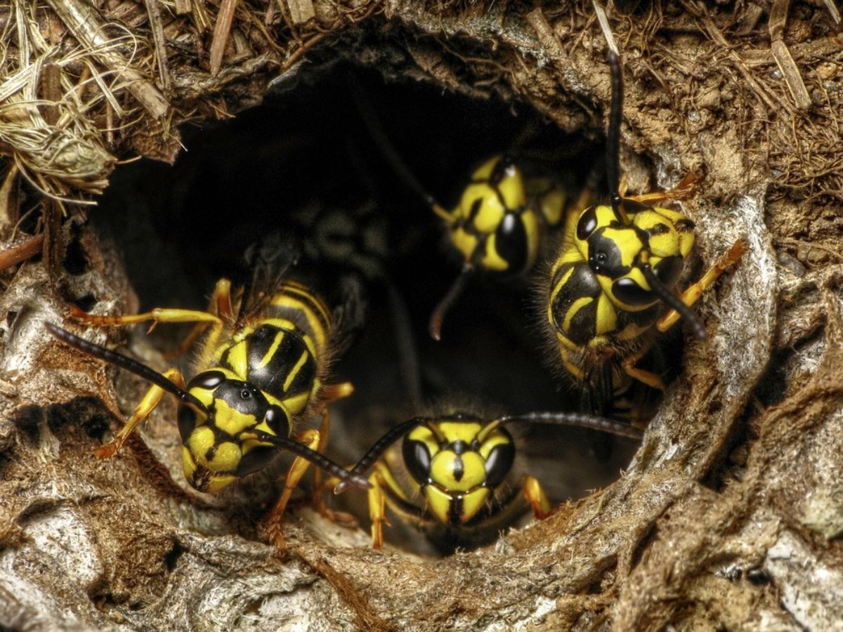 Several wasps moving around a ground-level opening