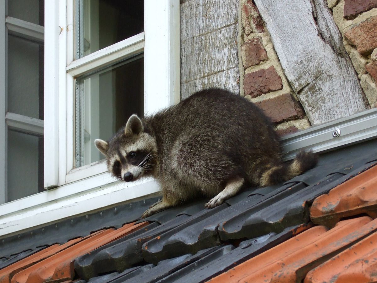Raccoon beside a residential roofline and window