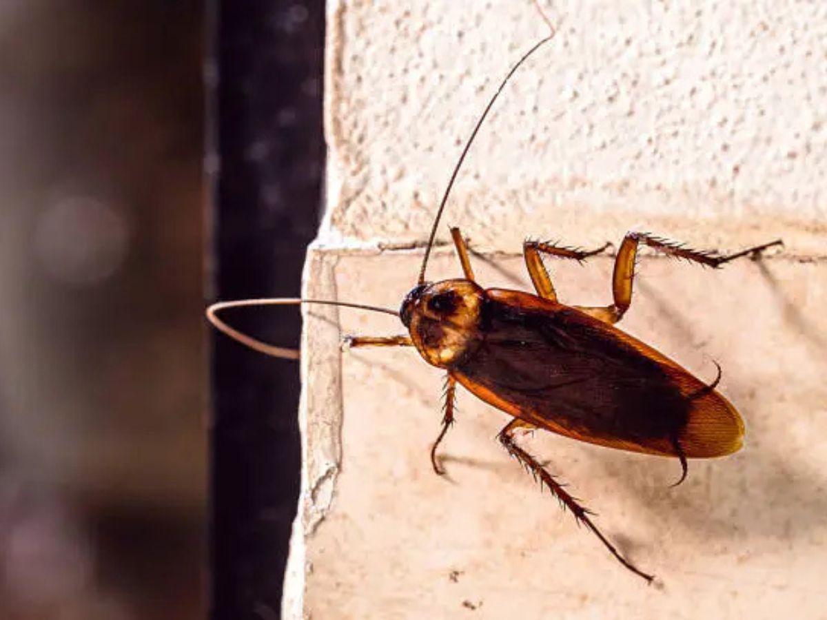 Cockroach on an indoor wall beside a sheltered gap