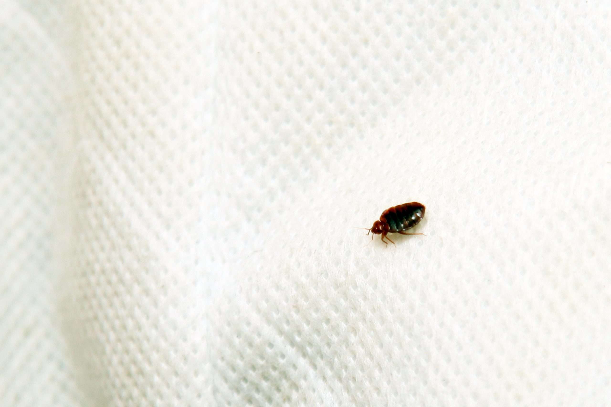 Bed bug crawling on mattress fabric requiring professional pest control services.