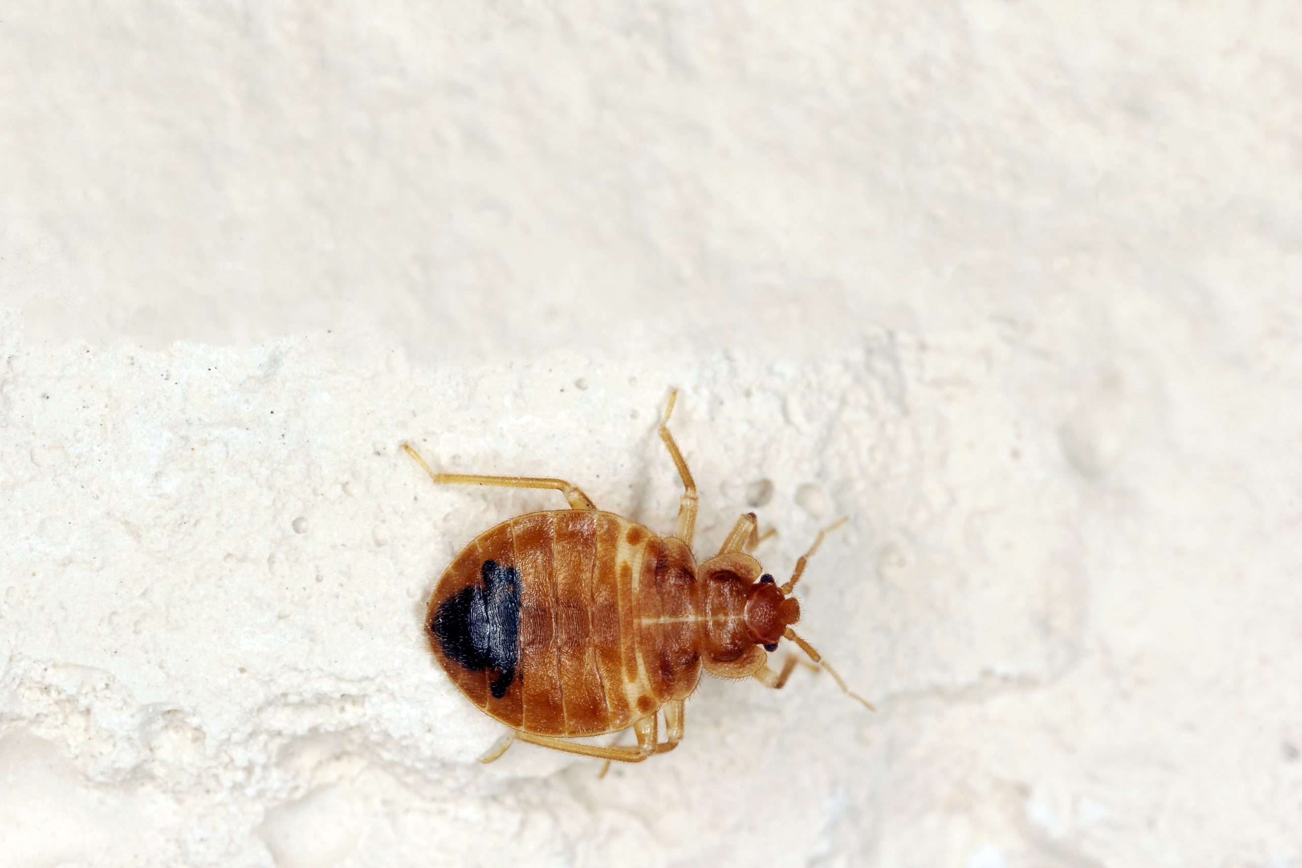 Bed bug crawling on interior wall, sign of infestation needing professional removal.