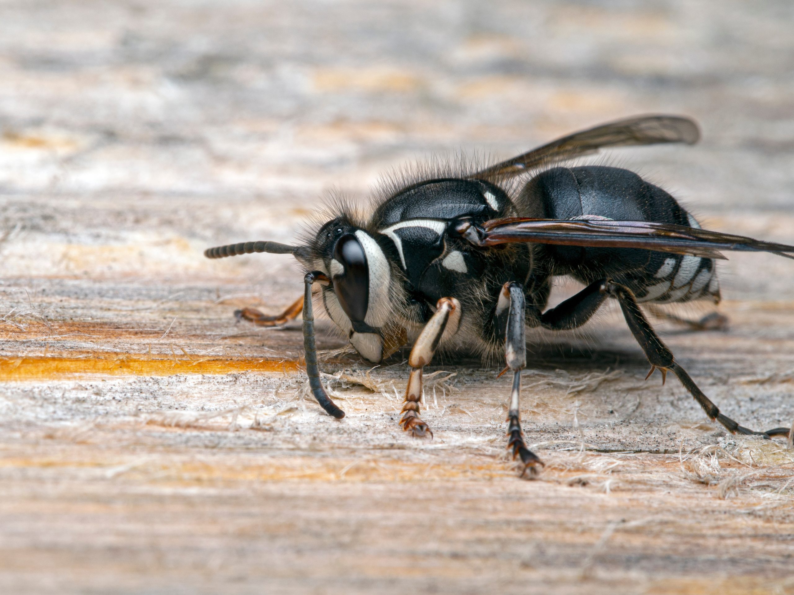 Bald-faced hornet close-up on wood surface during wasp and hornet control in Ontario