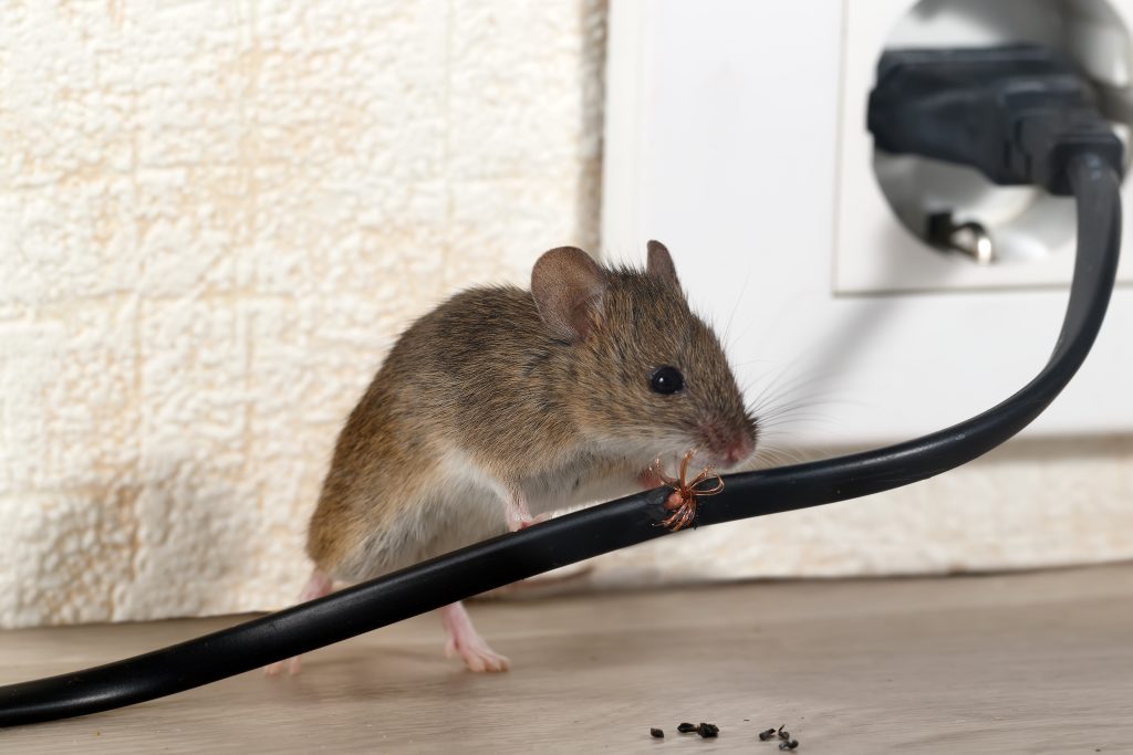 Mouse chewing through an electric wire with droppings nearby