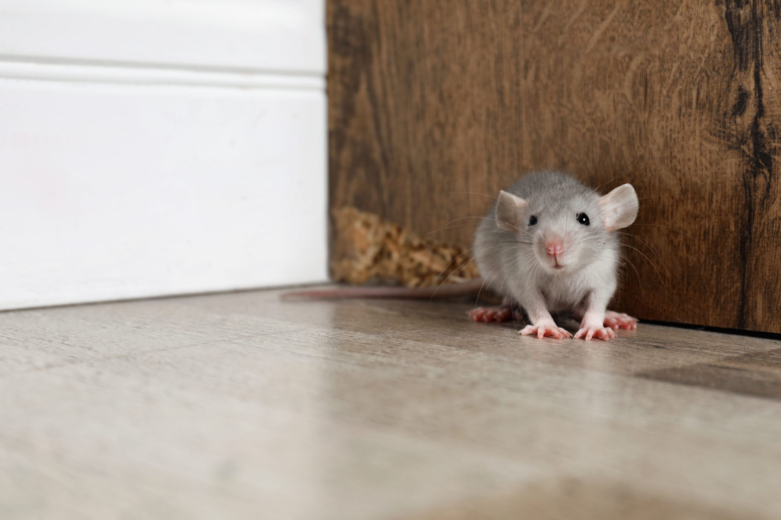 Mouse near baseboard inside Ontario home – rodent control image