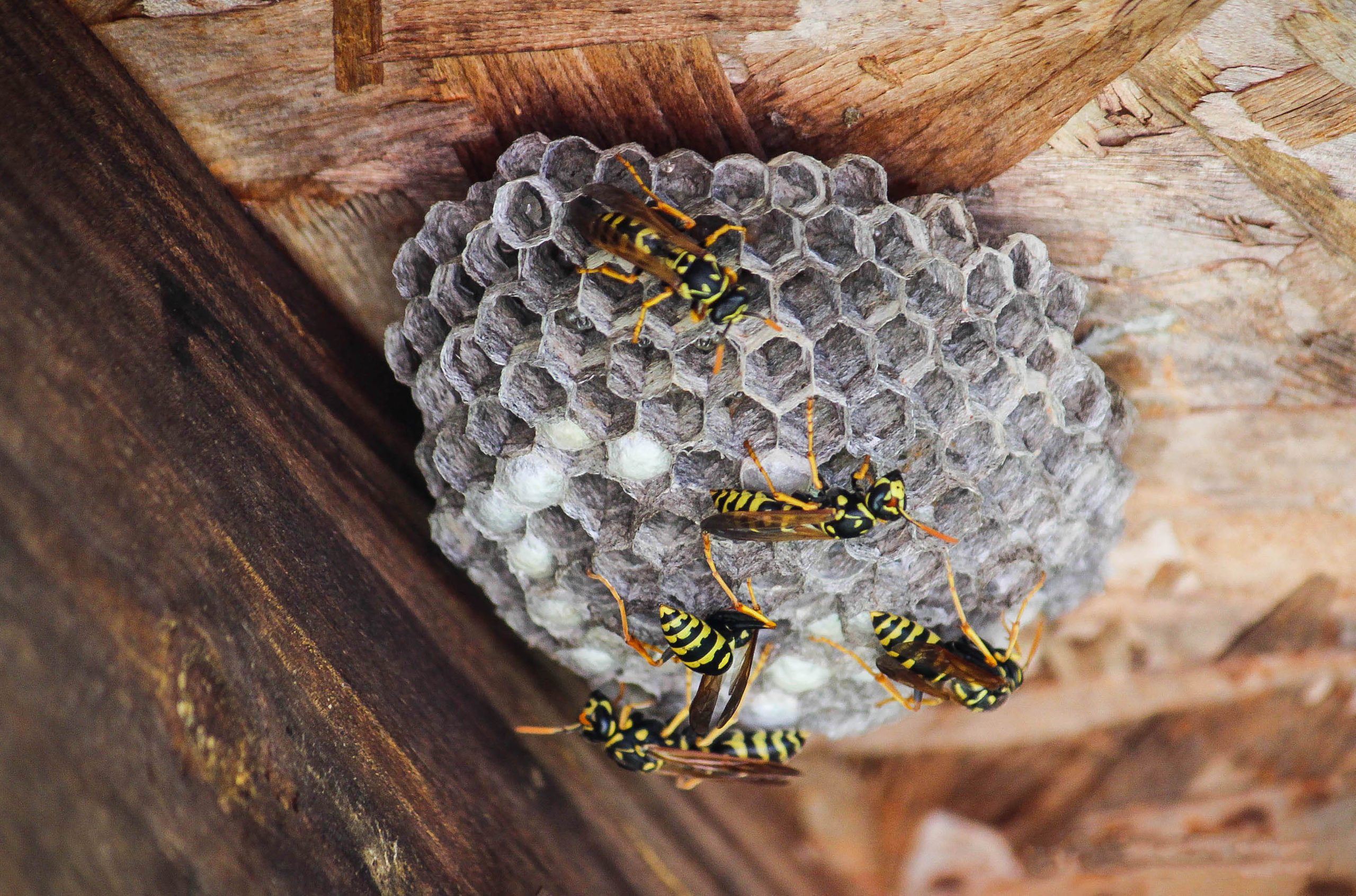 Signs of infestation requiring wasp and hornet control under roof eaves