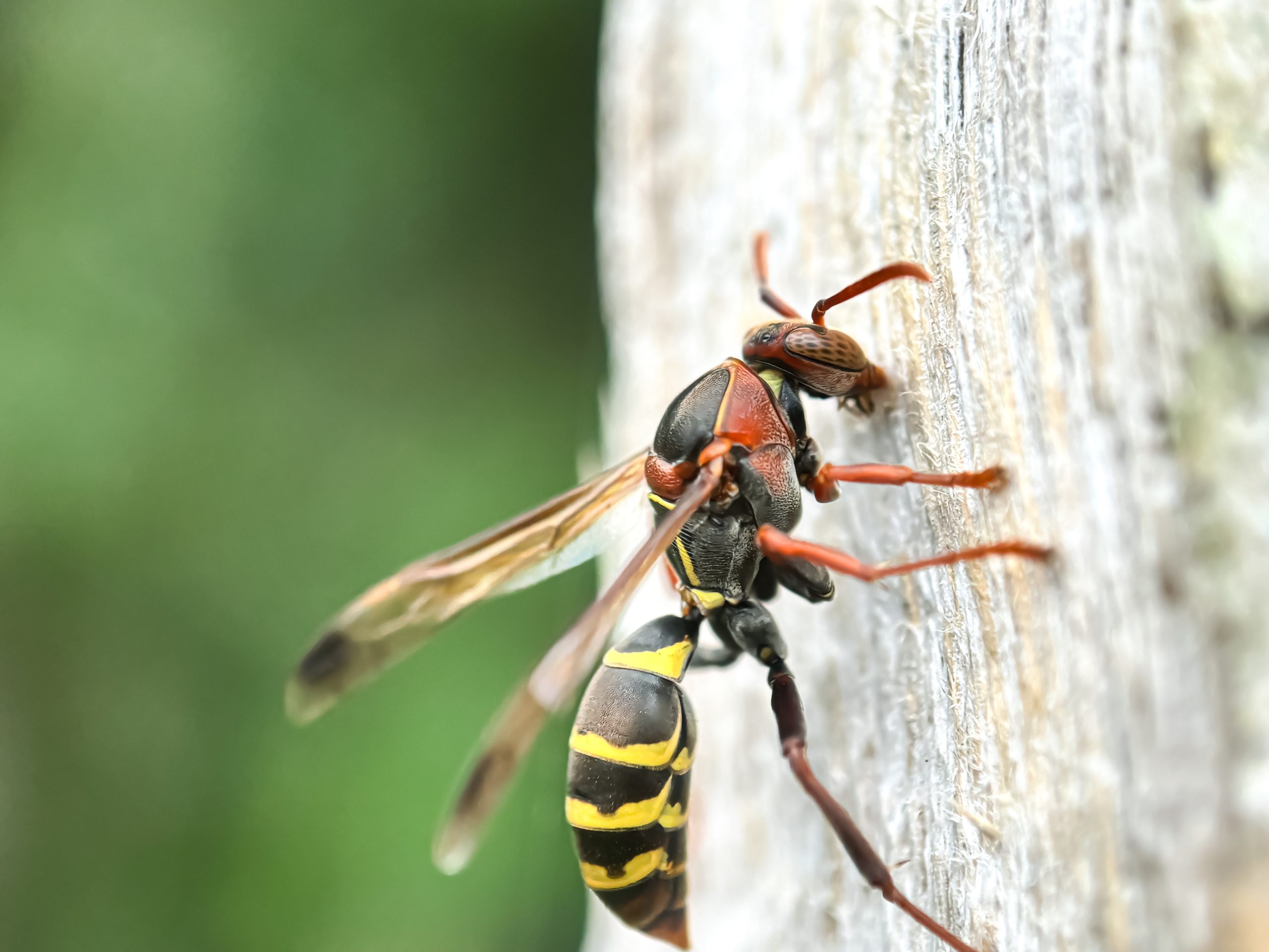 Paper wasp on wooden surface requiring wasp and hornet control in Ontario