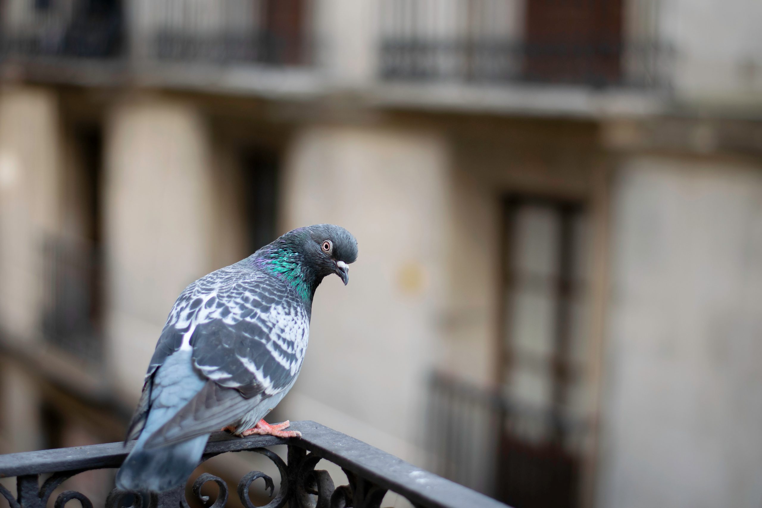 Pigeon perched on balcony railing of residential building – Reliant Pest Control & Wildlife Services