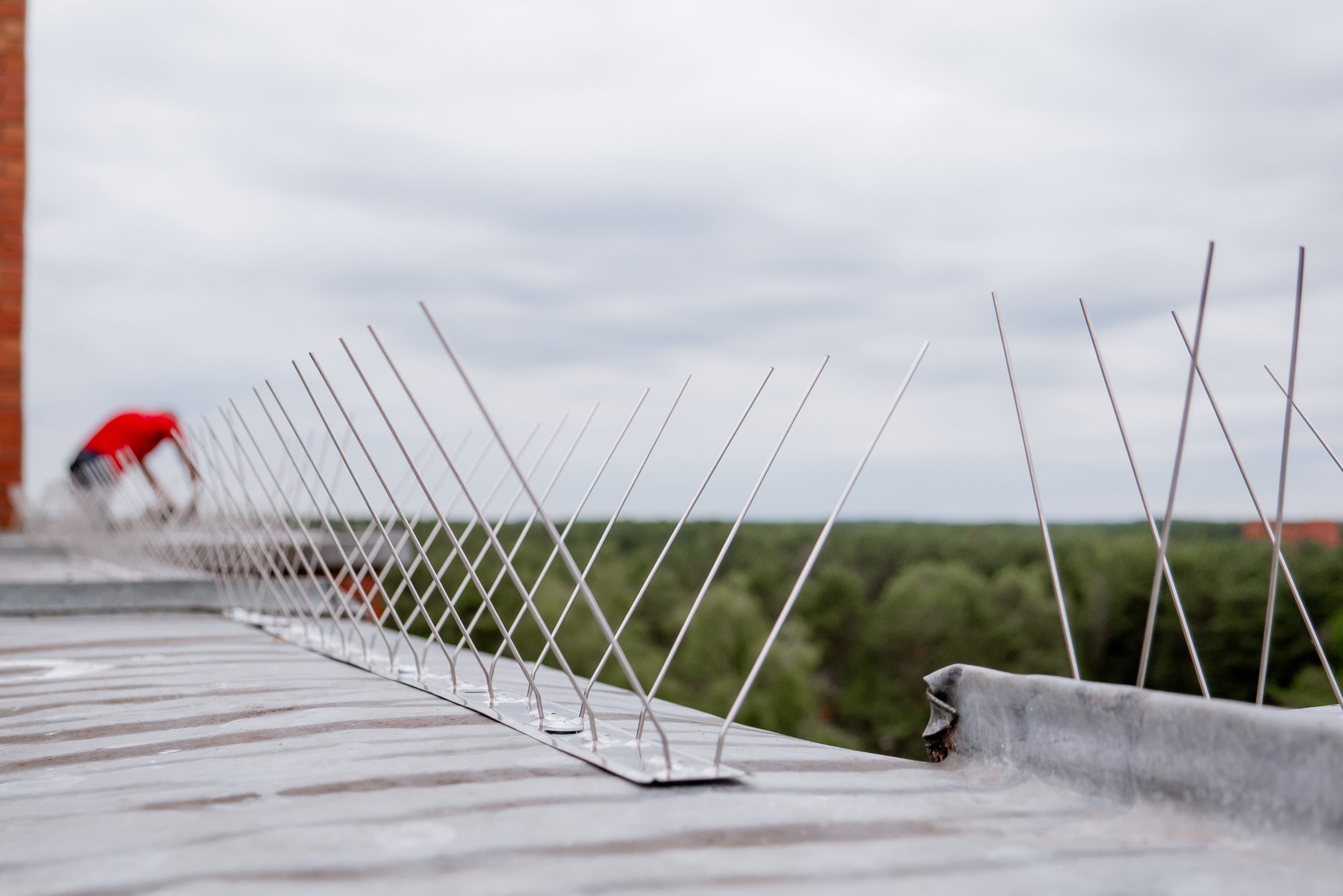 Professional pigeon spike installation for bird proofing and exclusion services