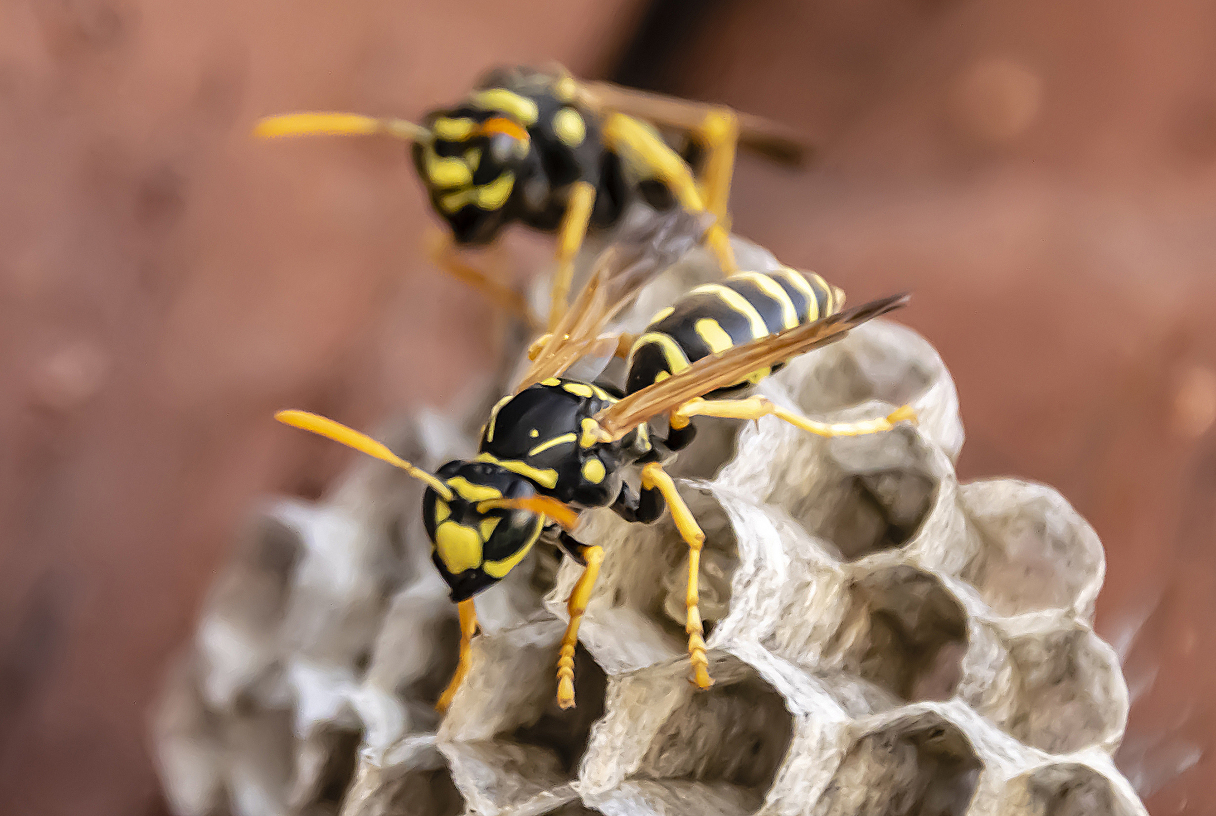 Yellowjackets on exposed nest requiring wasp and hornet control in Ontario