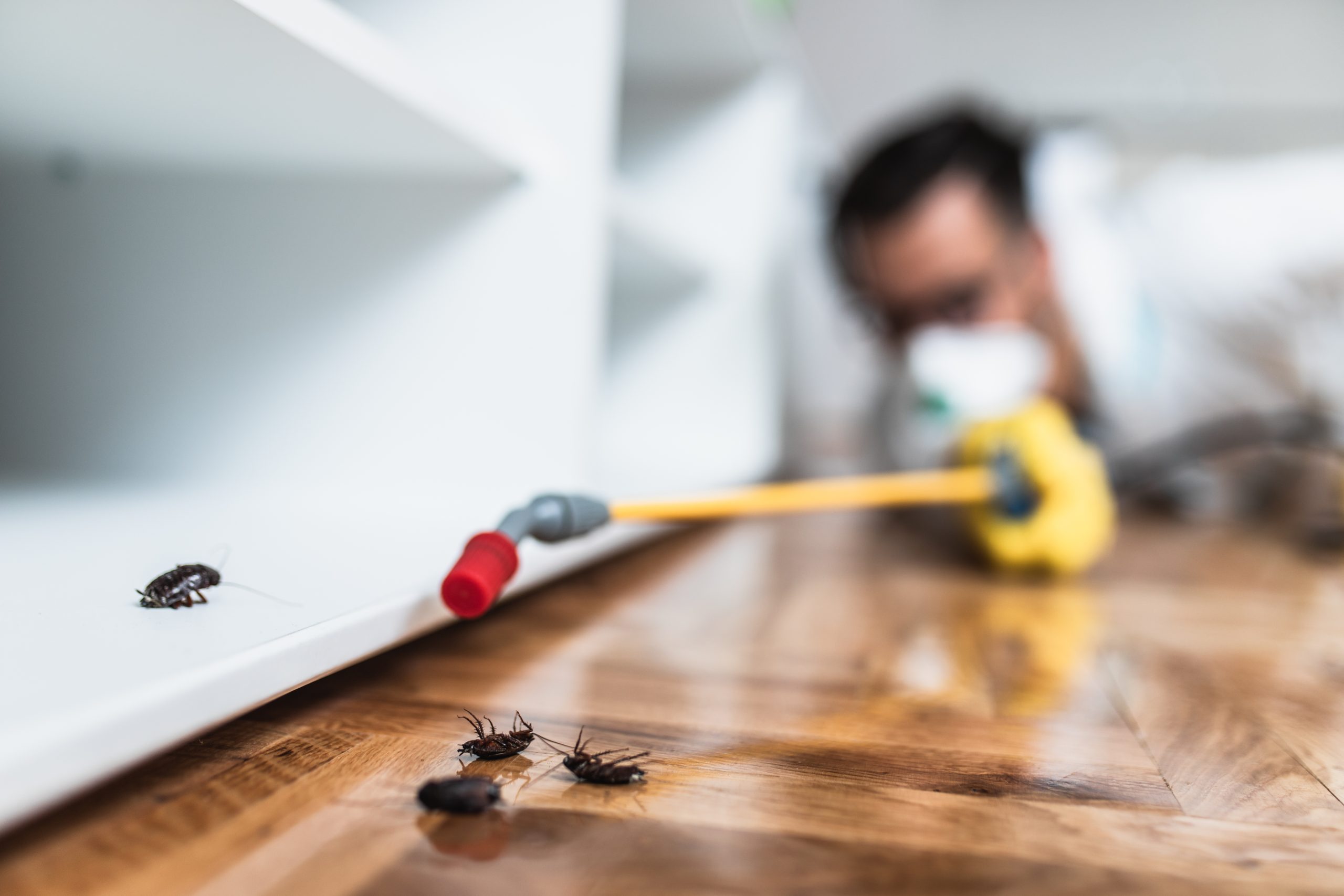 Pest control technician treating an indoor area with cockroaches along the floor