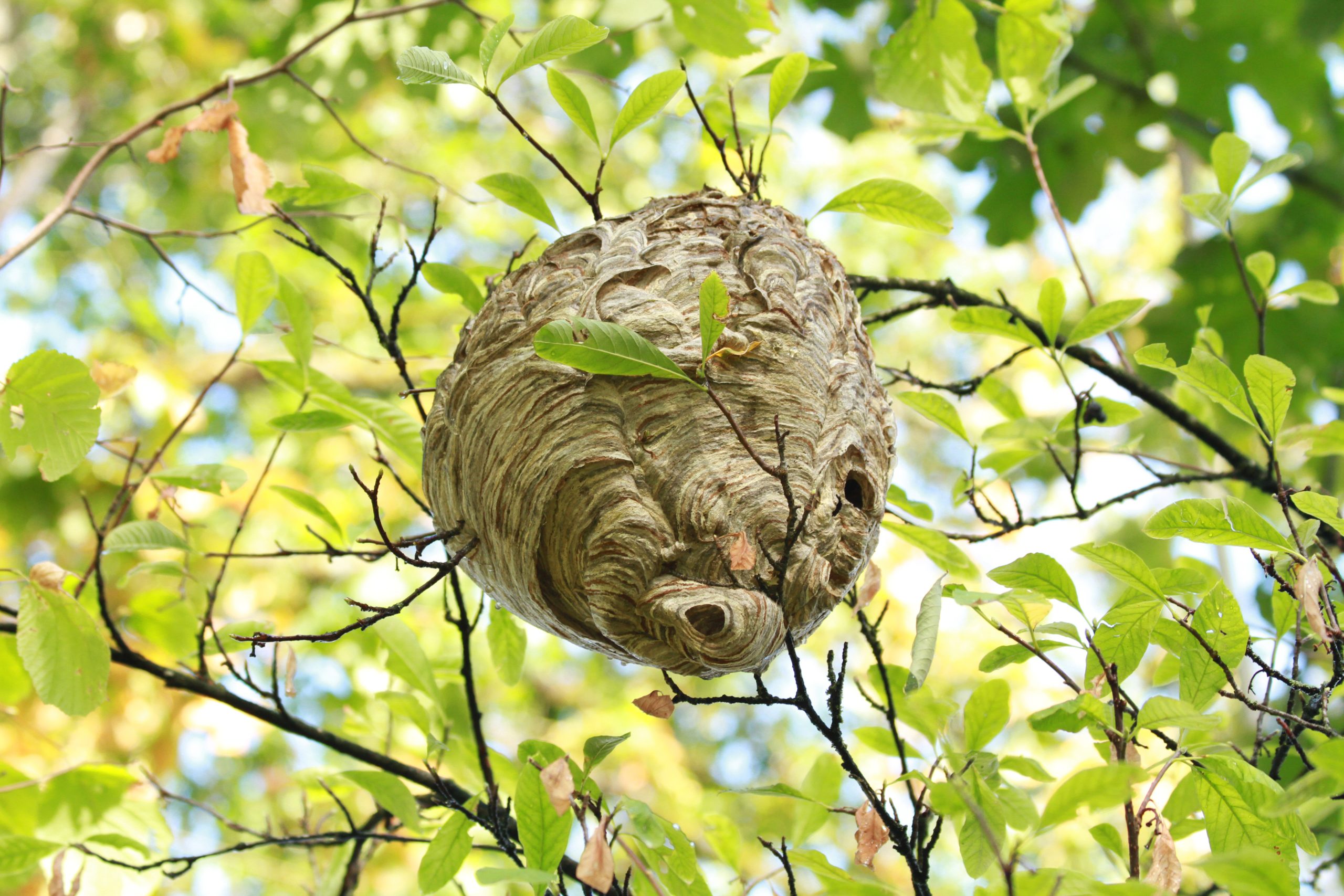 Large hornet nest hanging from a tree branch in Ontario.