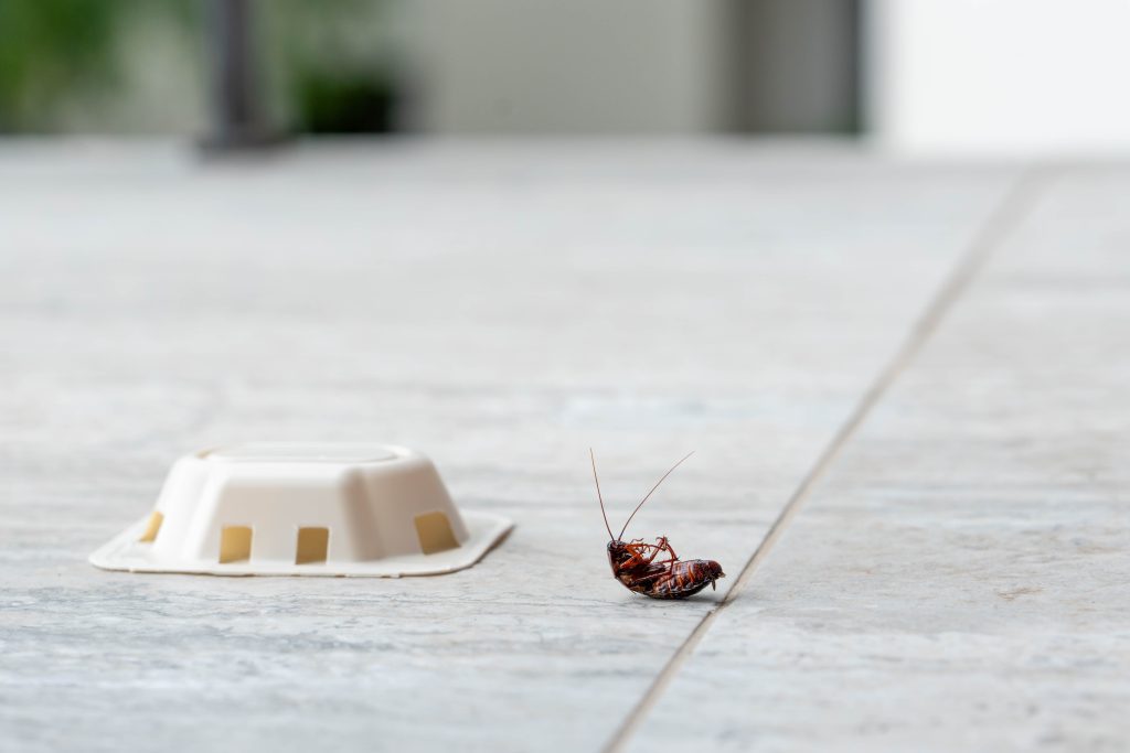 Cockroach beside a monitoring or bait station on an indoor floor