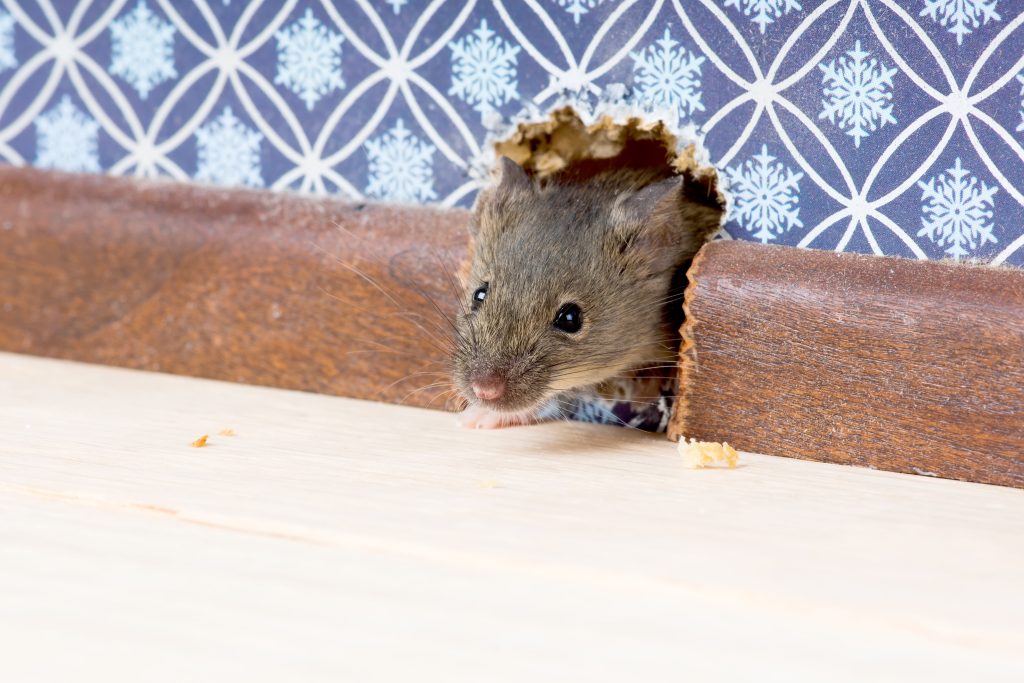 Mouse emerging through a small opening in an interior wall