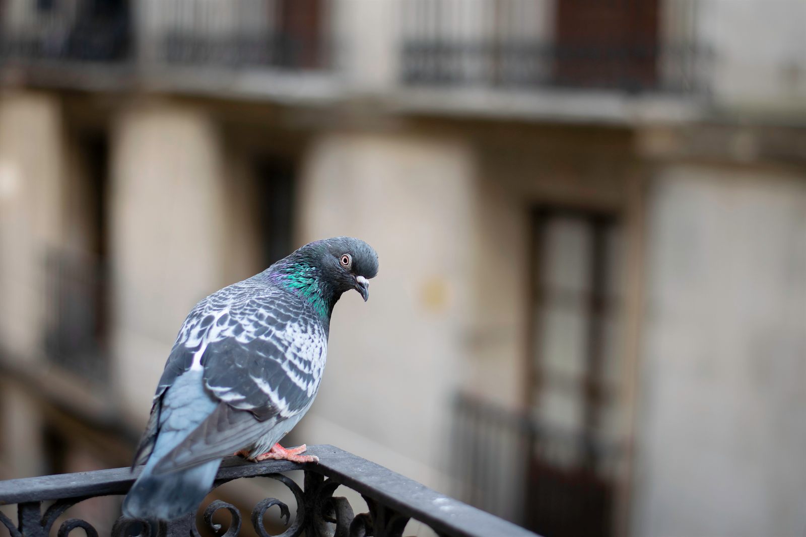 Pigeon on a residential balcony railing