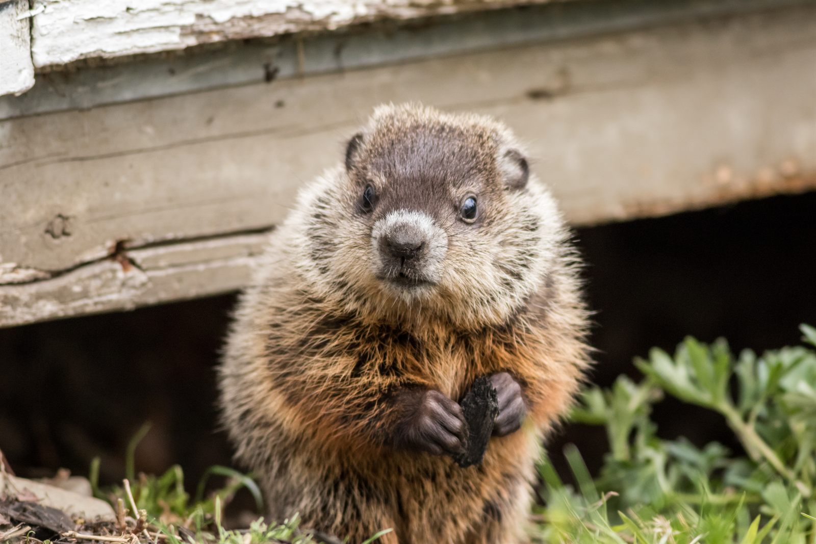 Groundhog near the base of a residential structure