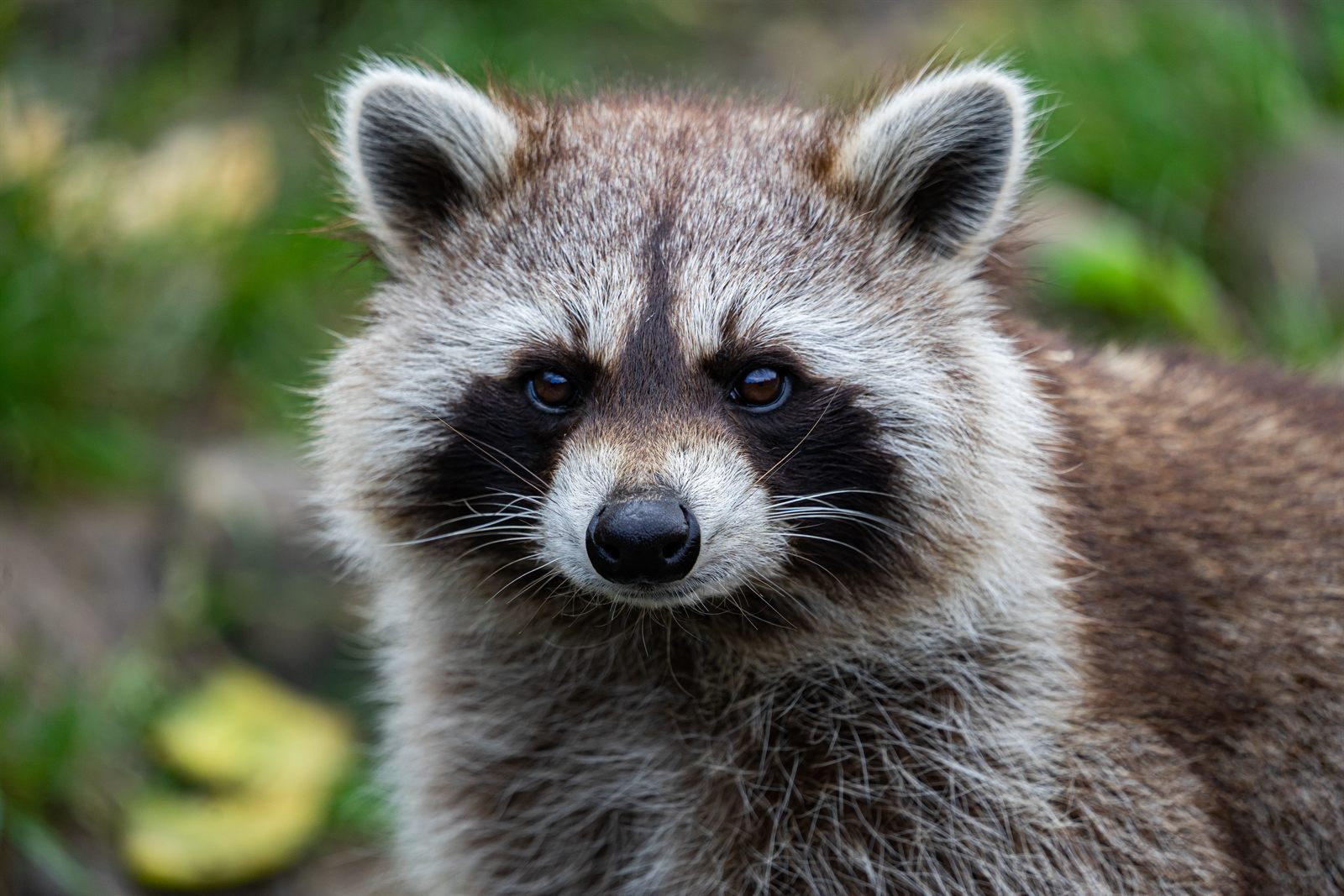 Raccoon outdoors during a wildlife removal assessment