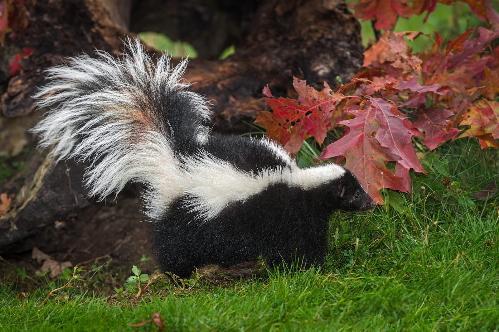 Skunk near landscaping on a residential property