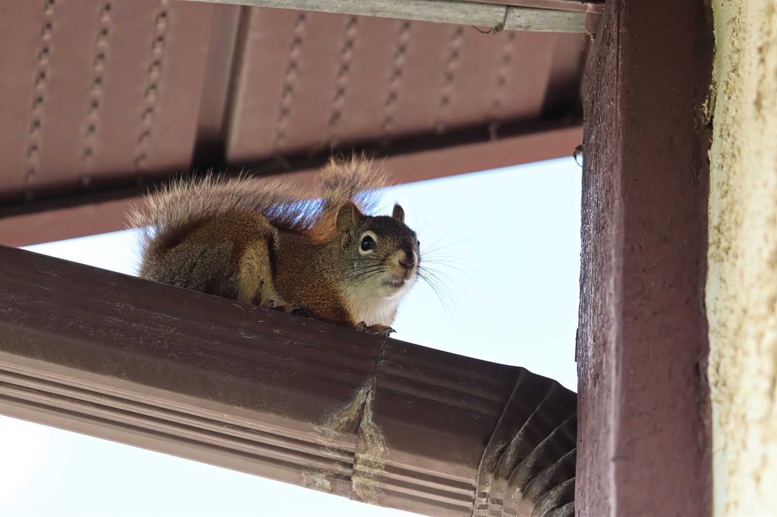 Squirrel using a residential gutter and roofline