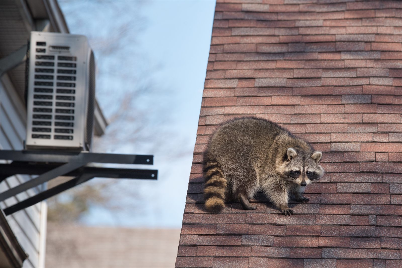 Raccoon on a residential roof near a roofline opening